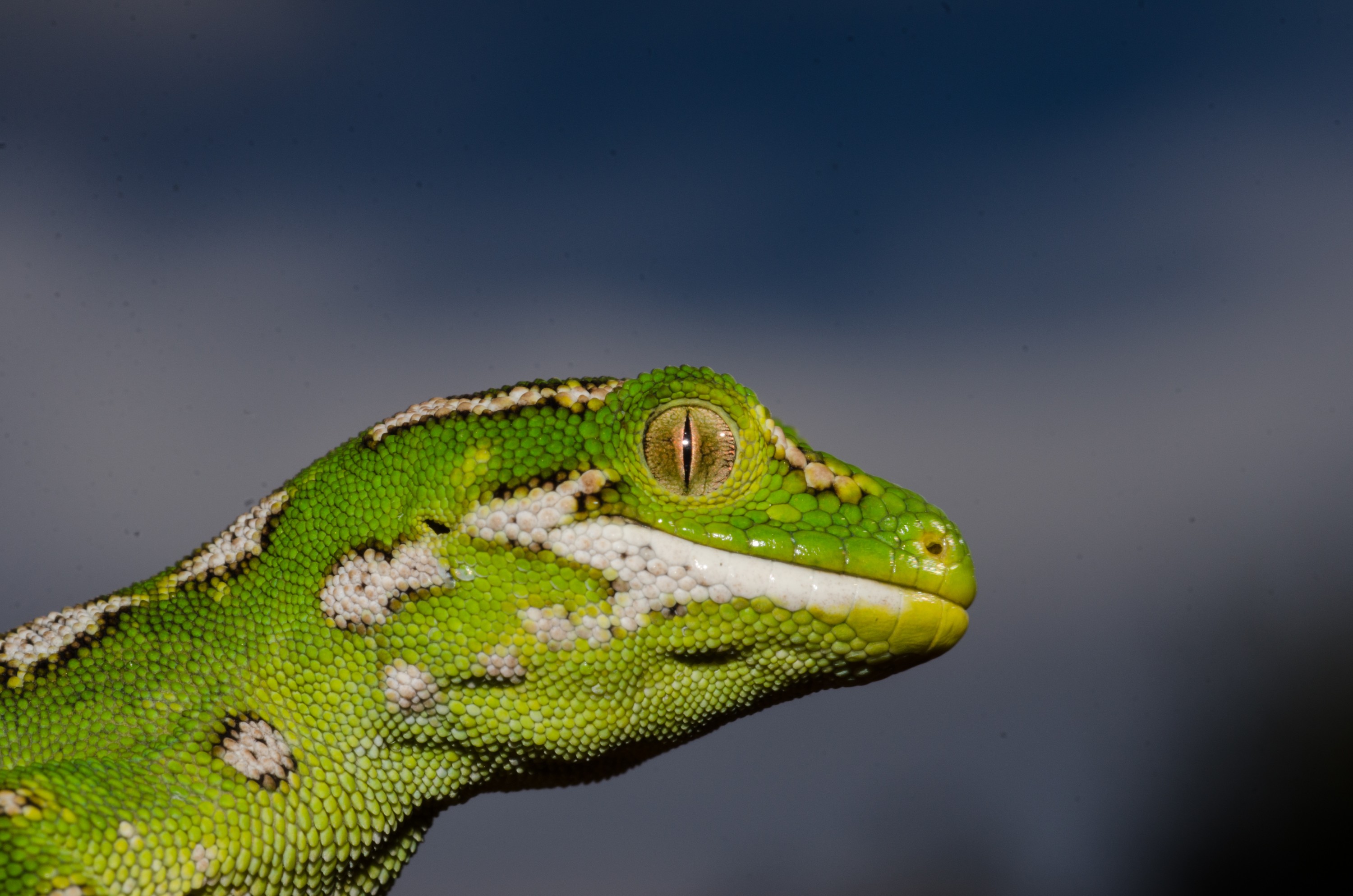 DSC_0826 – new, new zealand, zealand, nz, otago, otago may 16, crispin, Jewelled, gecko, Naultinus, gemmeus, lizard, cold, blood, rare, green,
